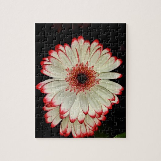 Twee witte Gerbera Daisies Legpuzzel (Verticaal)