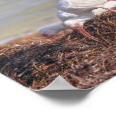 Twee witte Ibis, Florida Poster (Hoek)