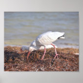 Twee witte Ibis, Florida Poster (Voorkant)