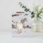 Twee Witte Ijslandse Paarden Briefkaart (Staand voorkant)