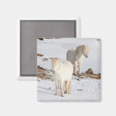 Twee witte IJslandse paarden Magneet (Voorkant / Achterkant)