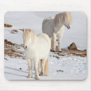 Twee witte IJslandse paarden Muismat