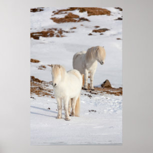 Twee witte IJslandse paarden Poster