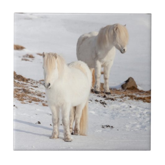 Twee witte IJslandse paarden Tegeltje (Voorkant)