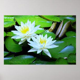 TWEE WITTE LOTUSBLOESEMS OP GROENE LELIEPADS / FOT POSTER