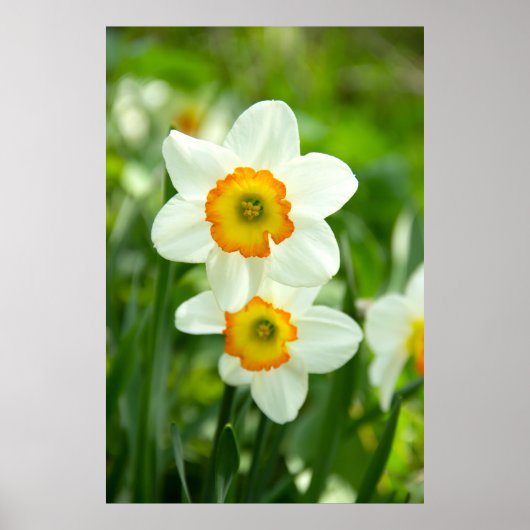 Twee witte narcissen foto poster (Voorkant)
