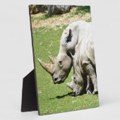 Twee witte neushoorn in gras fotoplaat (Zijkant)