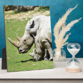 Twee witte neushoorn in gras fotoplaat (Zijkant)