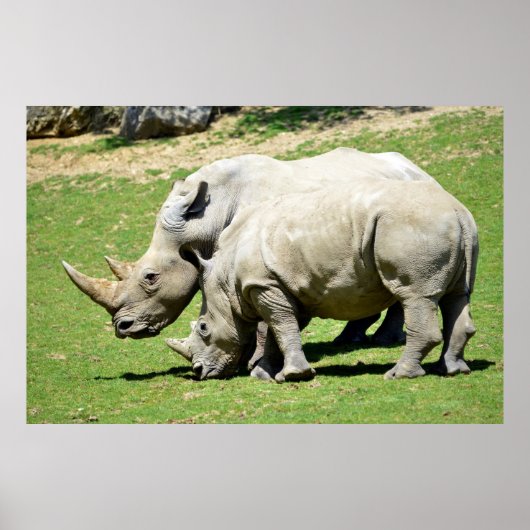 Twee witte neushoorn in gras poster (Voorkant)