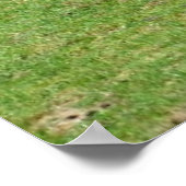 Twee witte neushoorn in gras poster (Hoek)