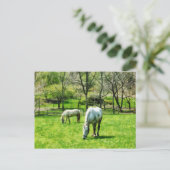 Twee witte paarden grazen briefkaart (Staand voorkant)