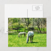 Twee witte paarden grazen briefkaart (Voorkant / Achterkant)
