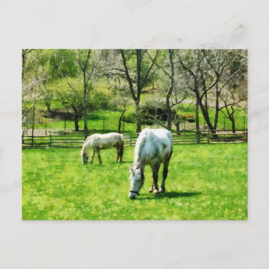 Twee witte paarden grazen briefkaart (Voorkant)