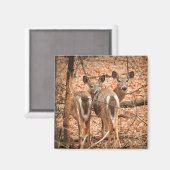 Twee Witte staarten Deer in de bossen Magneet (Voorkant / Achterkant)