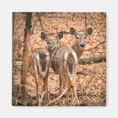 Twee Witte staarten Deer in de bossen Magneet (Voorkant)