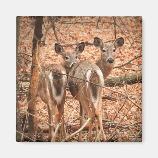 Twee Witte staarten Deer in de bossen Magneet (Voorkant)