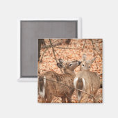 Twee Witte staarten Deer in de bossen Magneet (Voorkant / Achterkant)