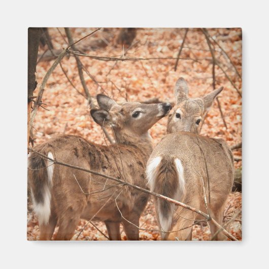 Twee Witte staarten Deer in de bossen Magneet (Voorkant)