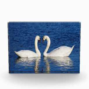 Twee witte Swans vormen het Geheime Teken Fotoblokken