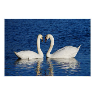 Twee witte Swans vormen het Geheime Teken Poster