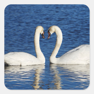 Twee witte Swans vormen het Geheime Teken Vierkante Sticker