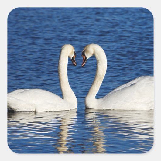 Twee witte Swans vormen het Geheime Teken Vierkante Sticker (Voorkant)