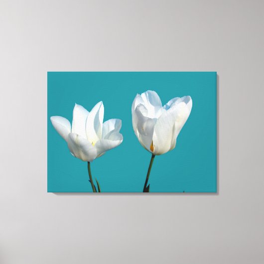 Twee witte tulpbloemen op een blauw wateroppervlak canvas afdruk (Voorkant)