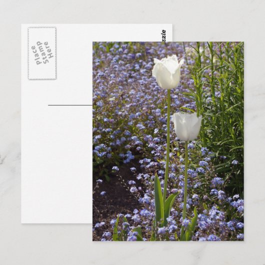 Twee Witte Tulpen Briefkaart (Voorkant / Achterkant)