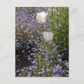 Twee Witte Tulpen Briefkaart (Voorkant)