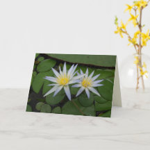 Twee witte waterlionen