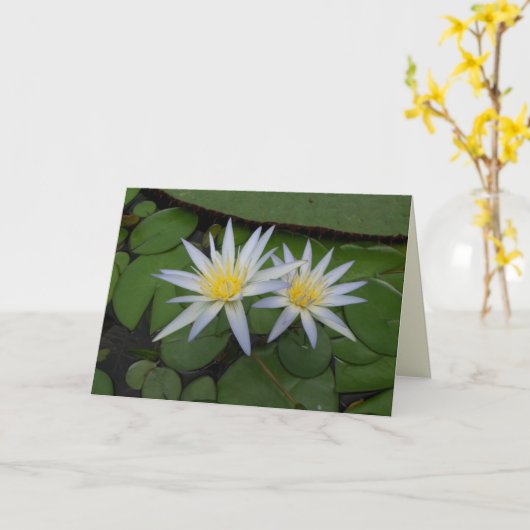 Twee witte waterlionen kaart (Gele Bloem)