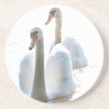 Twee Witte Zwanen Natuurfotografie
