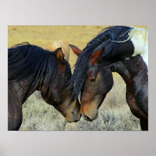 Twee Wyoming Wild Horses Nuzzling Noses Poster (Voorkant)