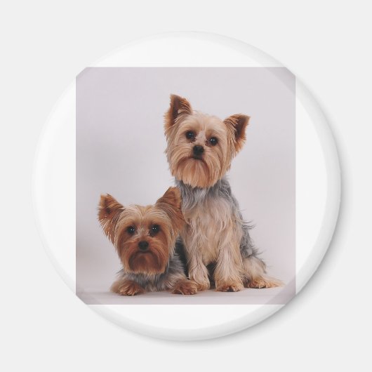 Twee Yorkies Magneet (Voorkant)