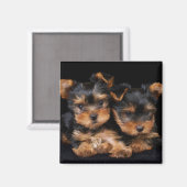 Twee yorkies op zwart magneet (Voorkant / Achterkant)