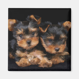 Twee yorkies op zwart magneet