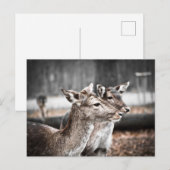 Twee zandbar herten briefkaart (Voorkant / Achterkant)