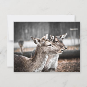 Twee zandbar herten briefkaart