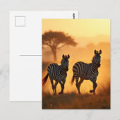 Twee zebra's briefkaart (Voorkant / Achterkant)