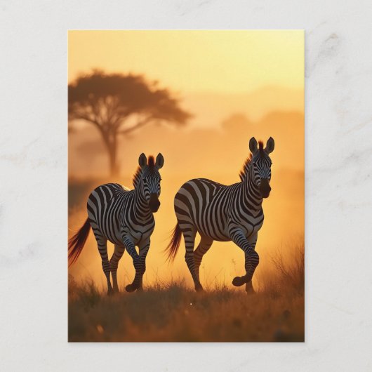 Twee zebra's briefkaart (Voorkant)