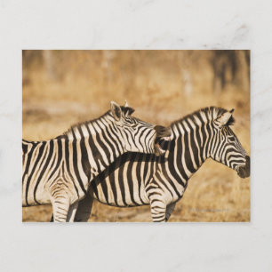 Twee zebras die in gras staan briefkaart