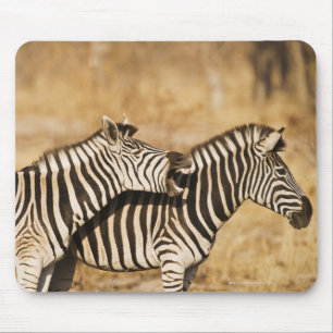 Twee zebras die in gras staan muismat