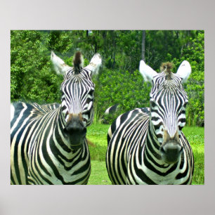 Twee zebra's in groene weide poster