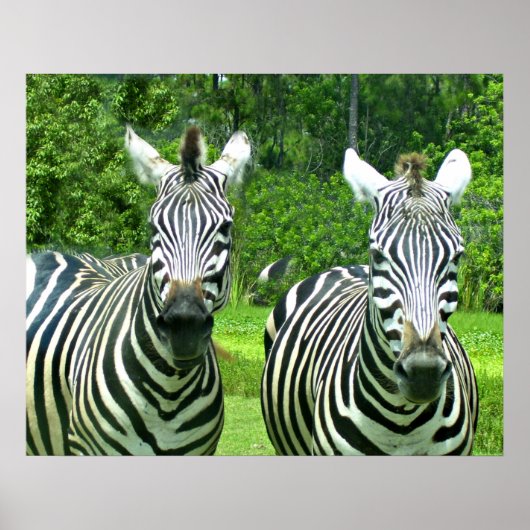 Twee zebra's in groene weide poster (Voorkant)