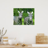 Twee zebra's in groene weide poster (Keuken)