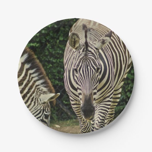 Twee Zebras Papieren Bordje (Voorkant)