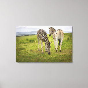 Twee zebras, Zuid-Afrika Canvas Afdruk