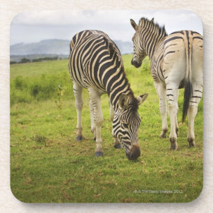 Twee zebras, Zuid-Afrika Drankjes Onderzetter