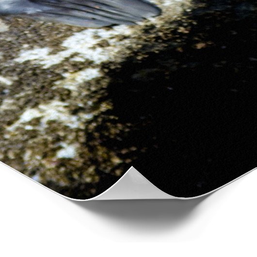 Twee Zee luiers zondend Poster (Hoek)