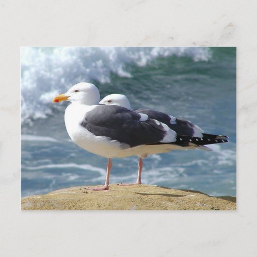 Twee zeegarren briefkaart (Voorkant)